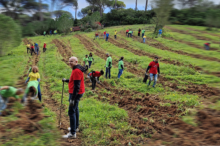 várias pessoas a plantar árvores