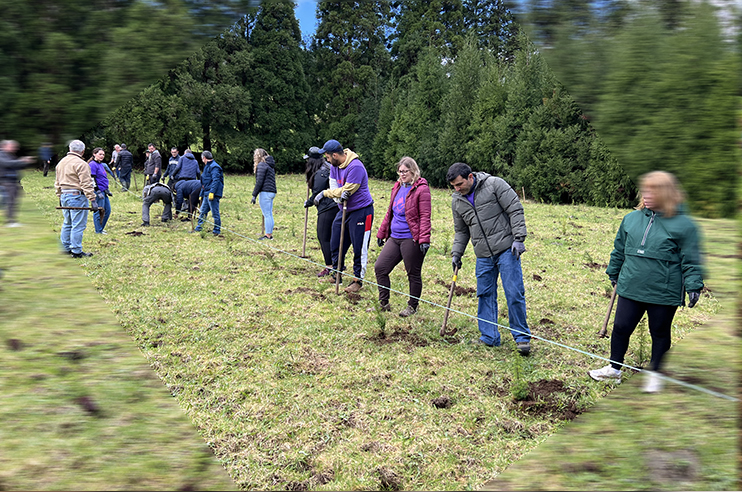 Pessoas a plantar árvores - Cedros-do-mato