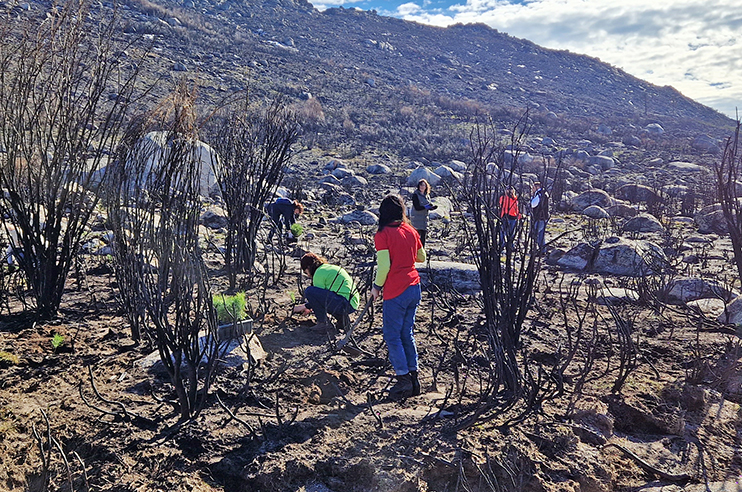 Várias pessoas a plantar árvores