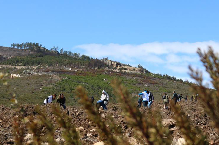 Várias pessoas a plantar carvalhos-negrais