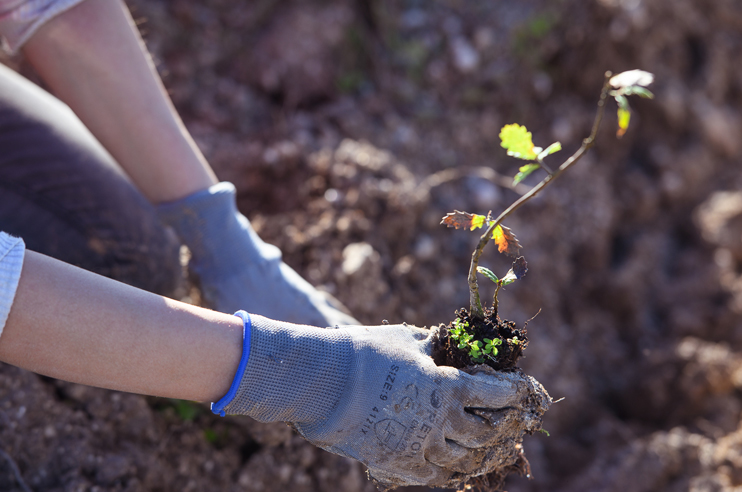 mãos a plantar uma árvore- Carvalho português