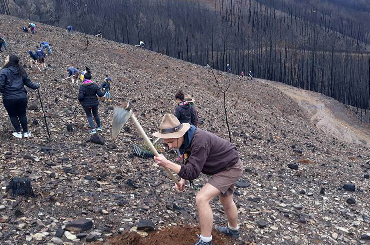 plantação de sobreiros