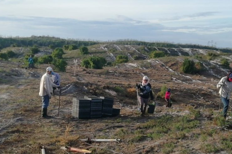 plantação de árvores