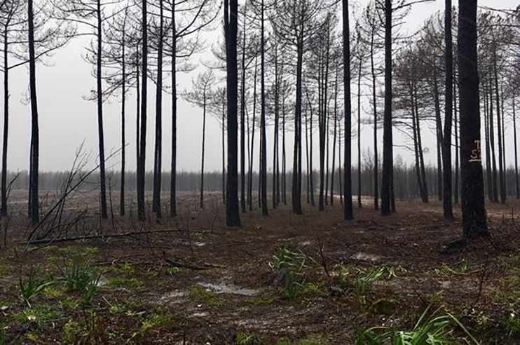 Pinhal de Leiria com a terra e árvores queimadas