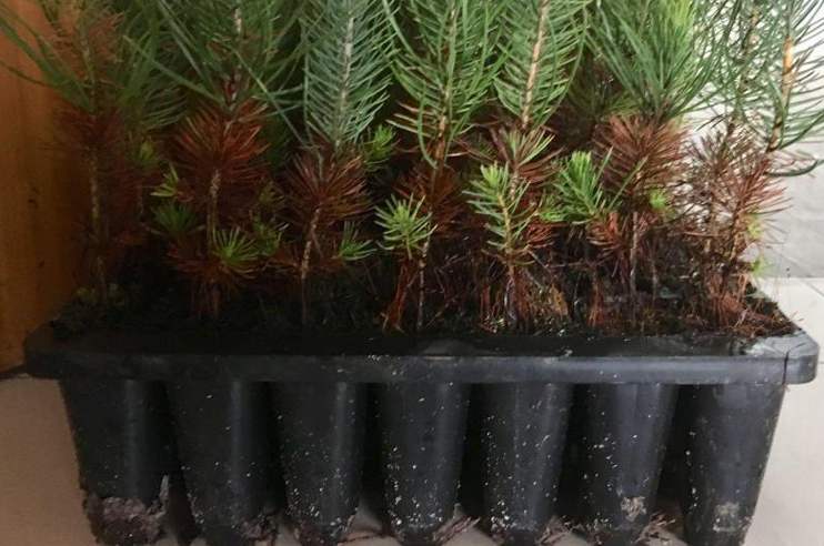 Imagem de  pinheiros-bravos por plantar