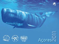 Carteira Anual