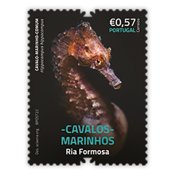 Série Cavalos-Marinhos da Ria Formosa