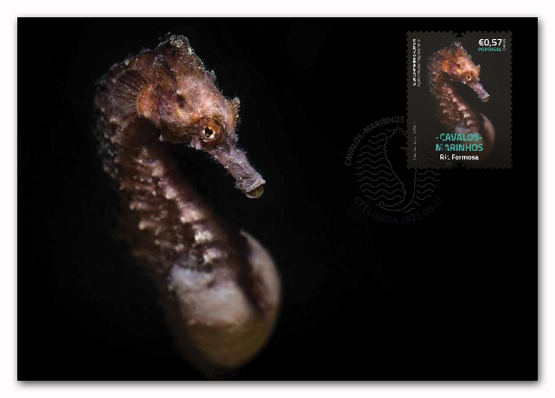 Bilhete Postal Máximo Cavalos Marinhos Ria Formosa